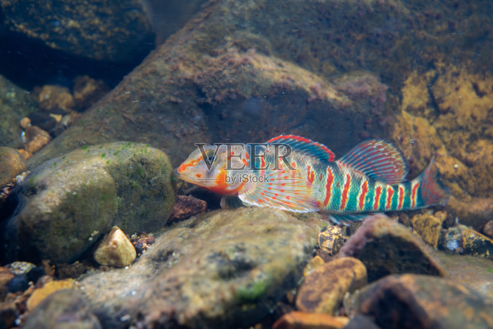 糖果鱼在河床上展示照片摄影图片