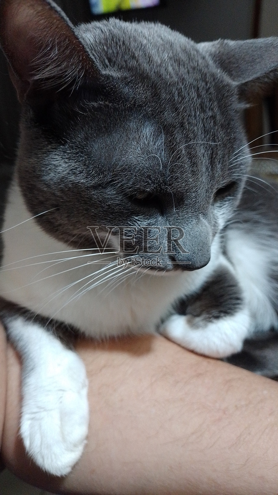 猫照片摄影图片