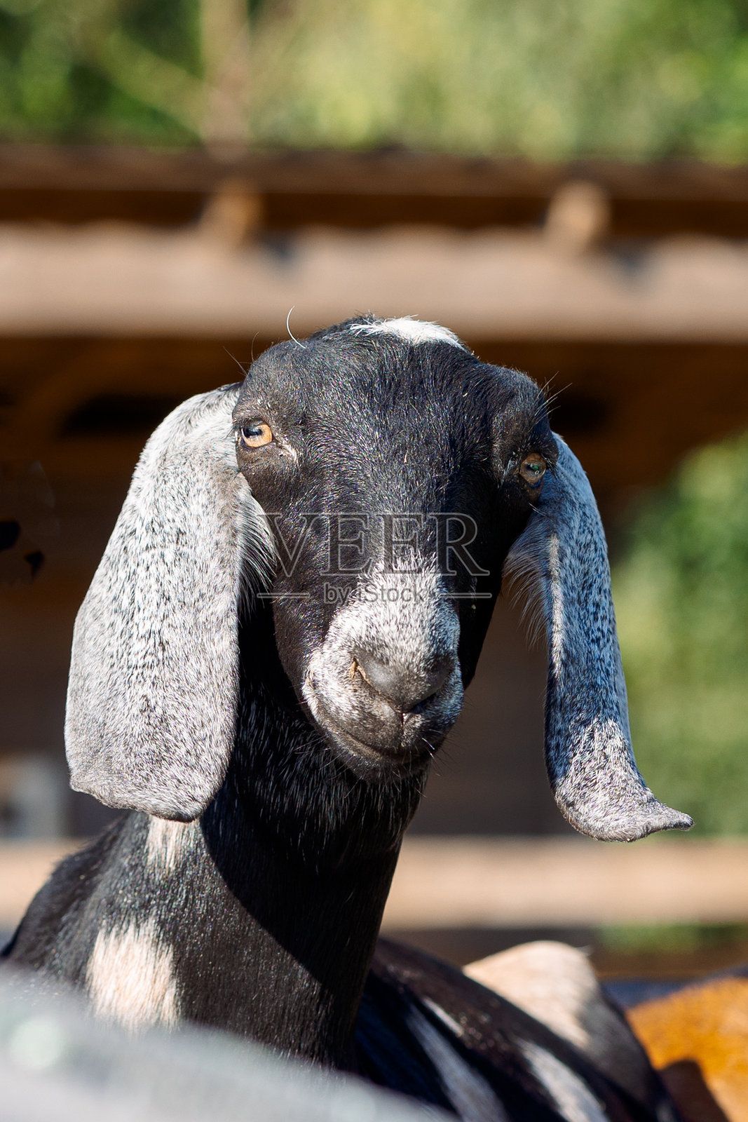 黑色努比亚山羊的肖像，长耳朵，正看着镜头。特写野生动物概念。照片摄影图片