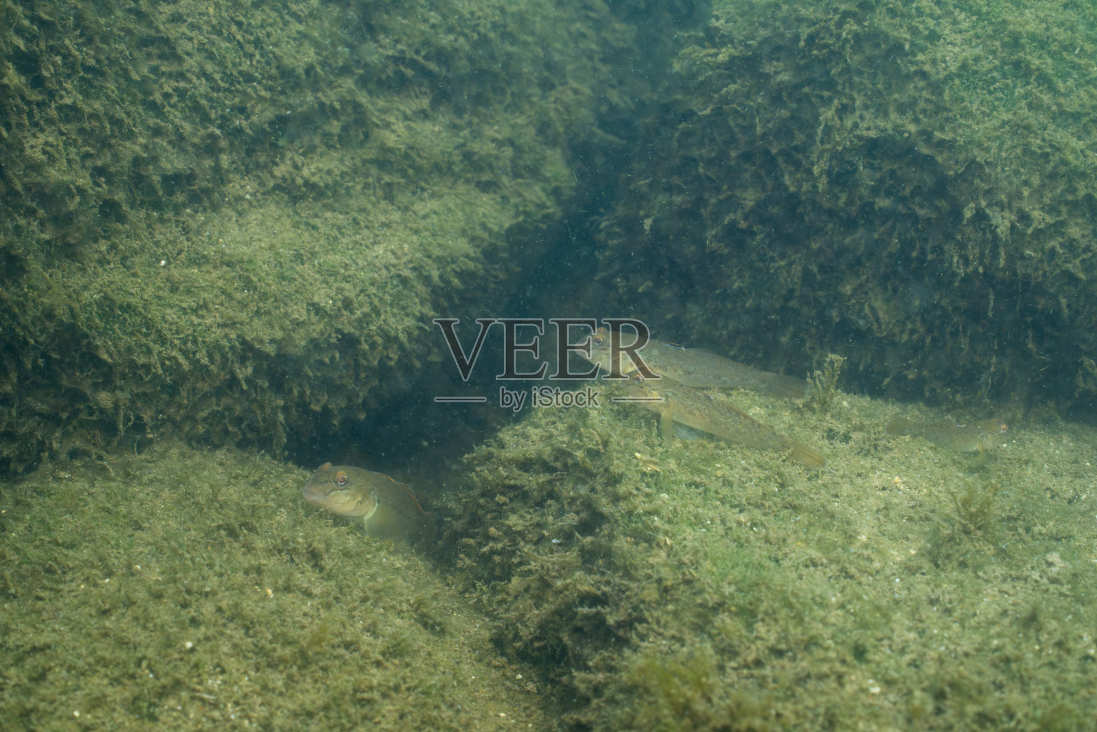 湖底的入侵性圆鳗鱼照片摄影图片