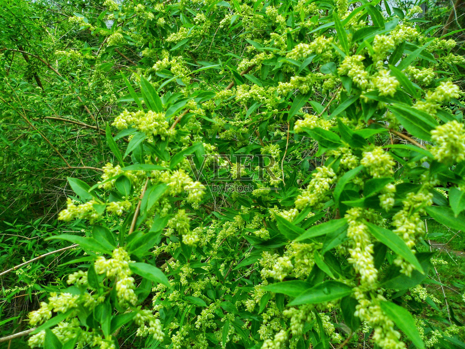森林中的春天花朵照片摄影图片
