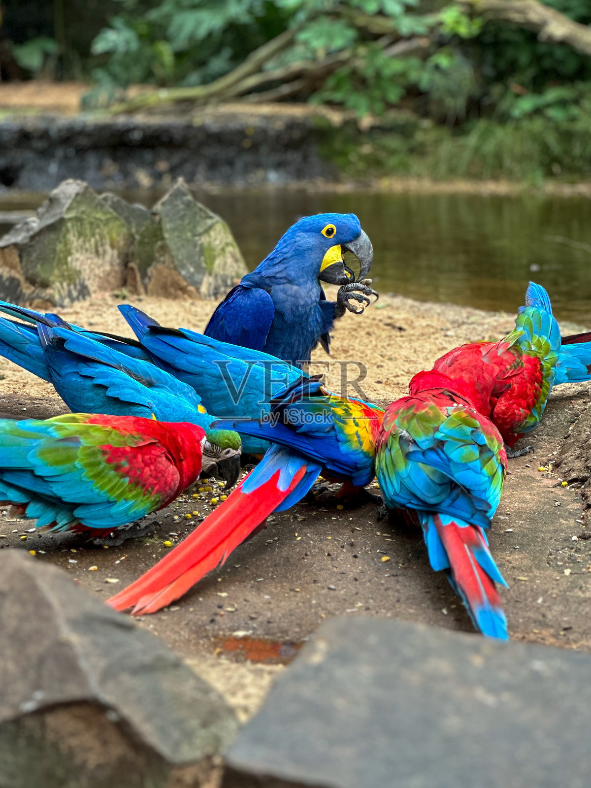 蓝色和红色的金刚鹦鹉照片摄影图片