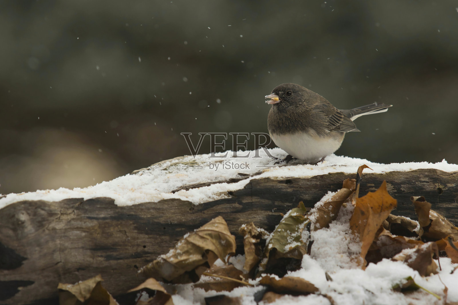 野生动物鸟类照片摄影图片