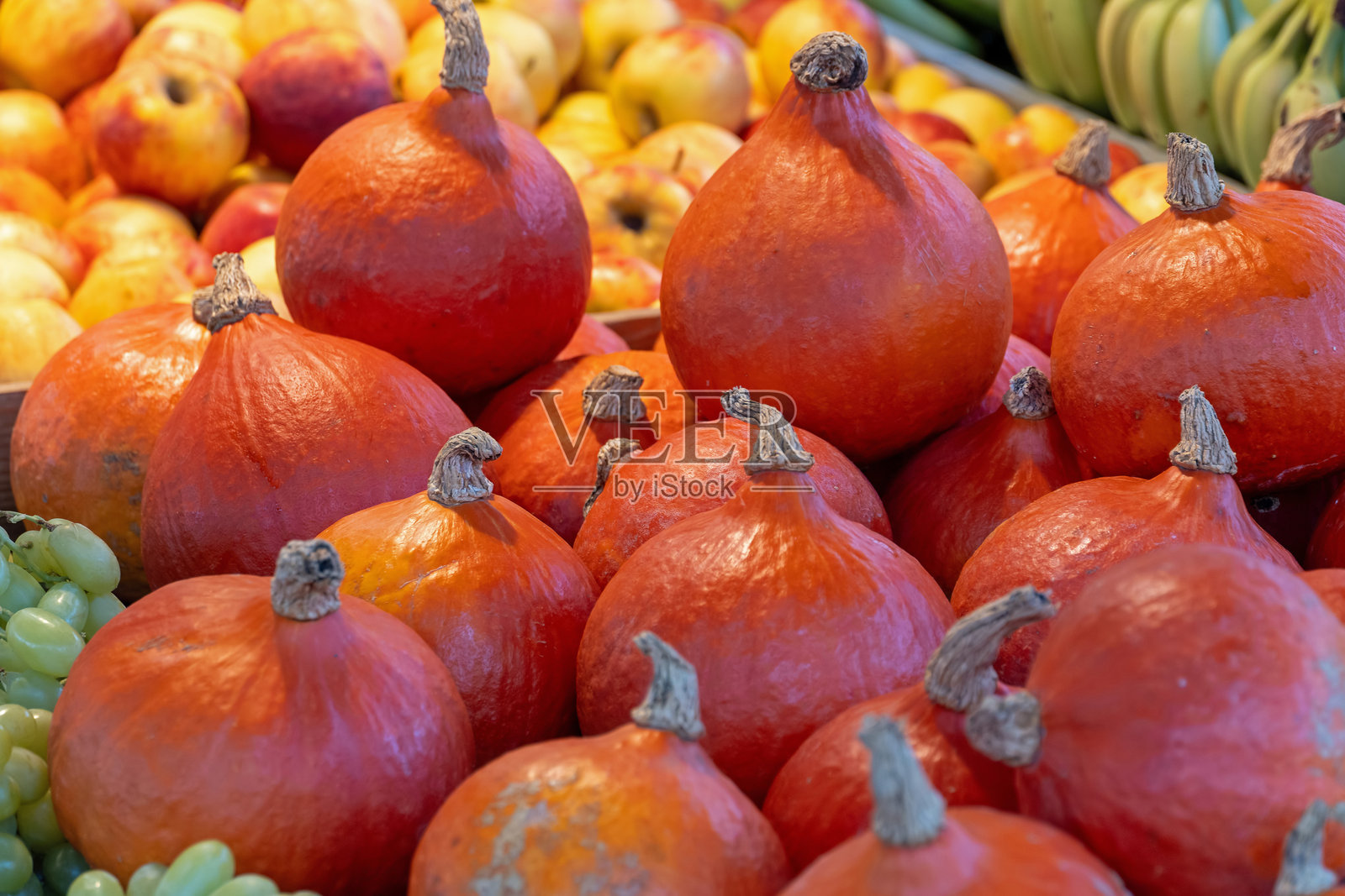 北海道南瓜照片摄影图片