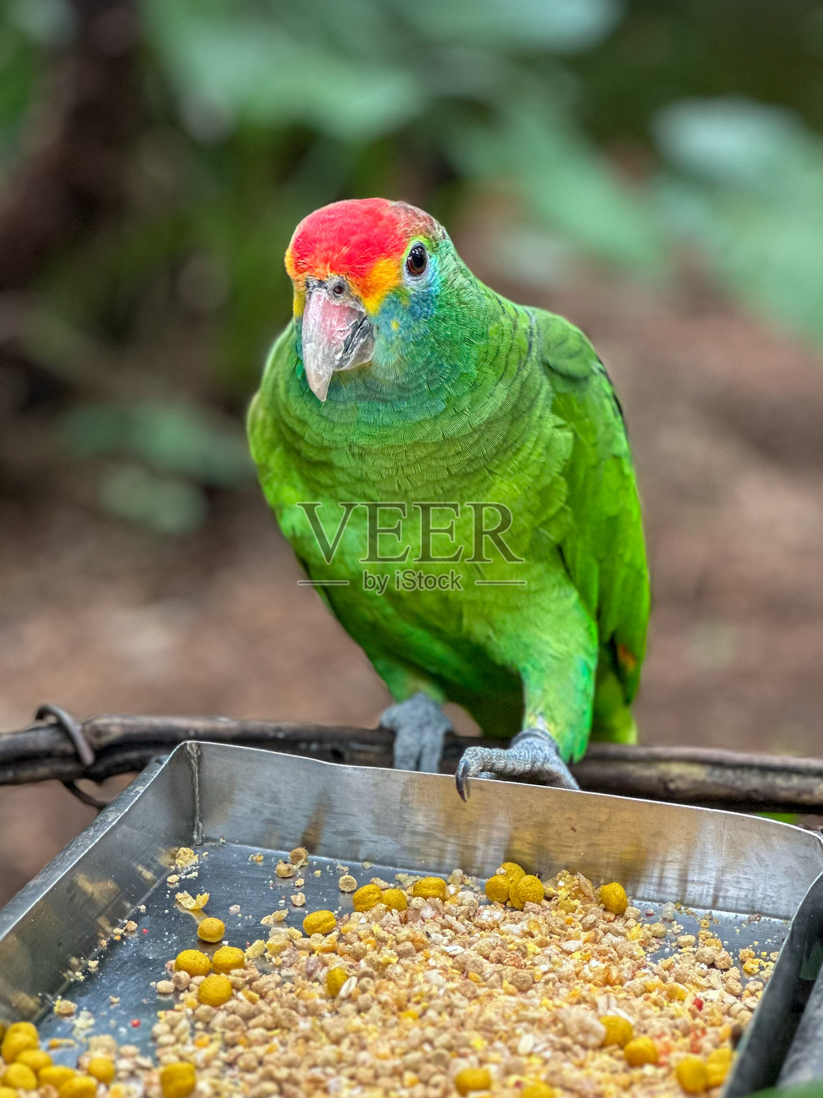 绿红鹦鹉照片摄影图片