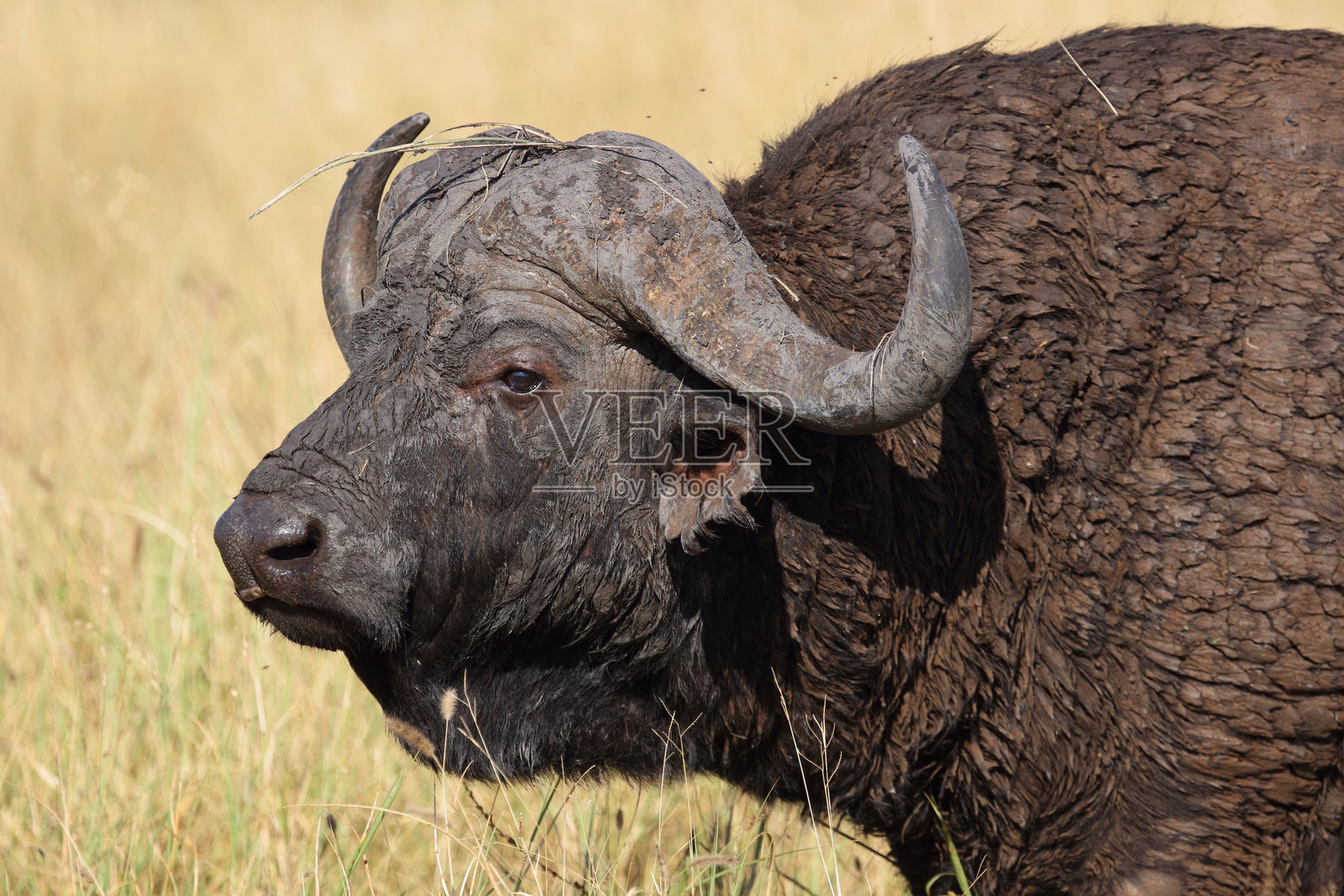 咖法牛 / 非洲水牛 / 同牛照片摄影图片
