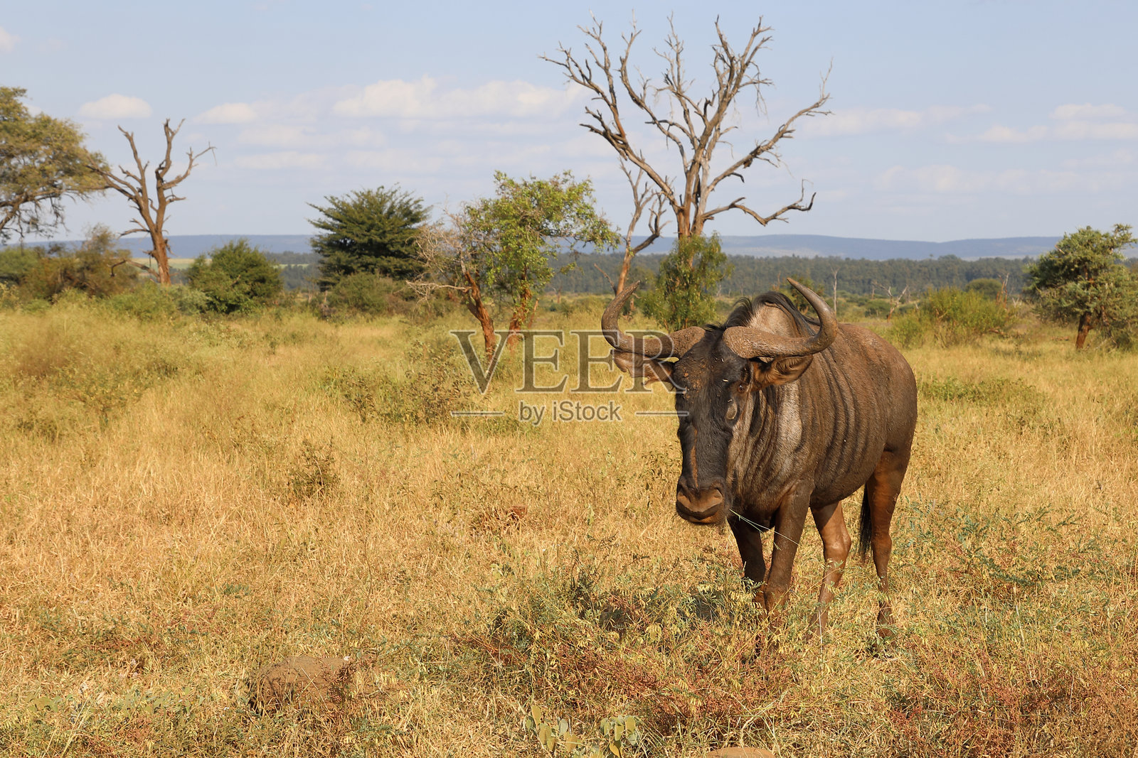 条纹角马 / 蓝色角马 / Connochaetes taurinus照片摄影图片