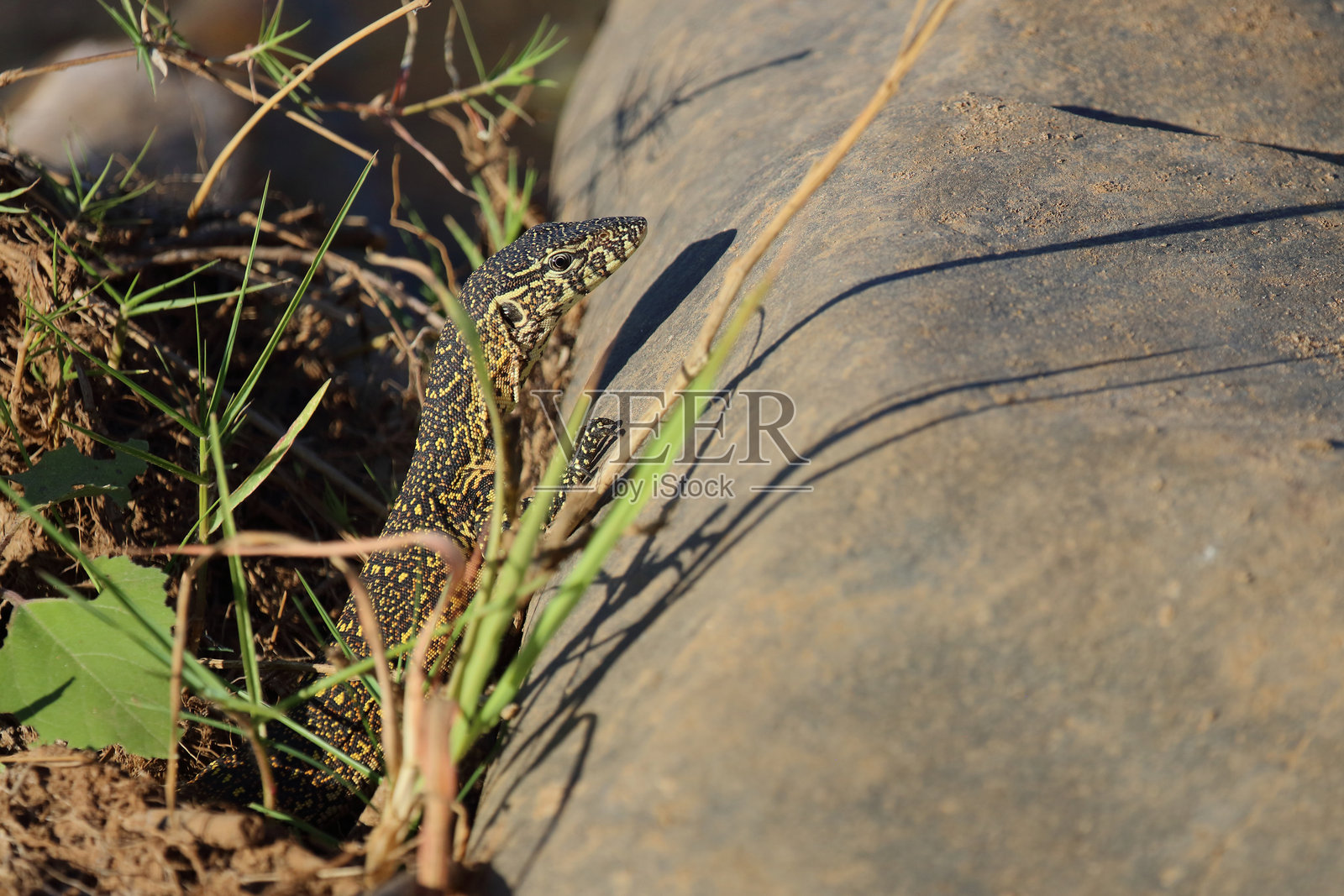 尼尔瓦兰 / 尼罗监视器 / 尼罗巨蜥照片摄影图片