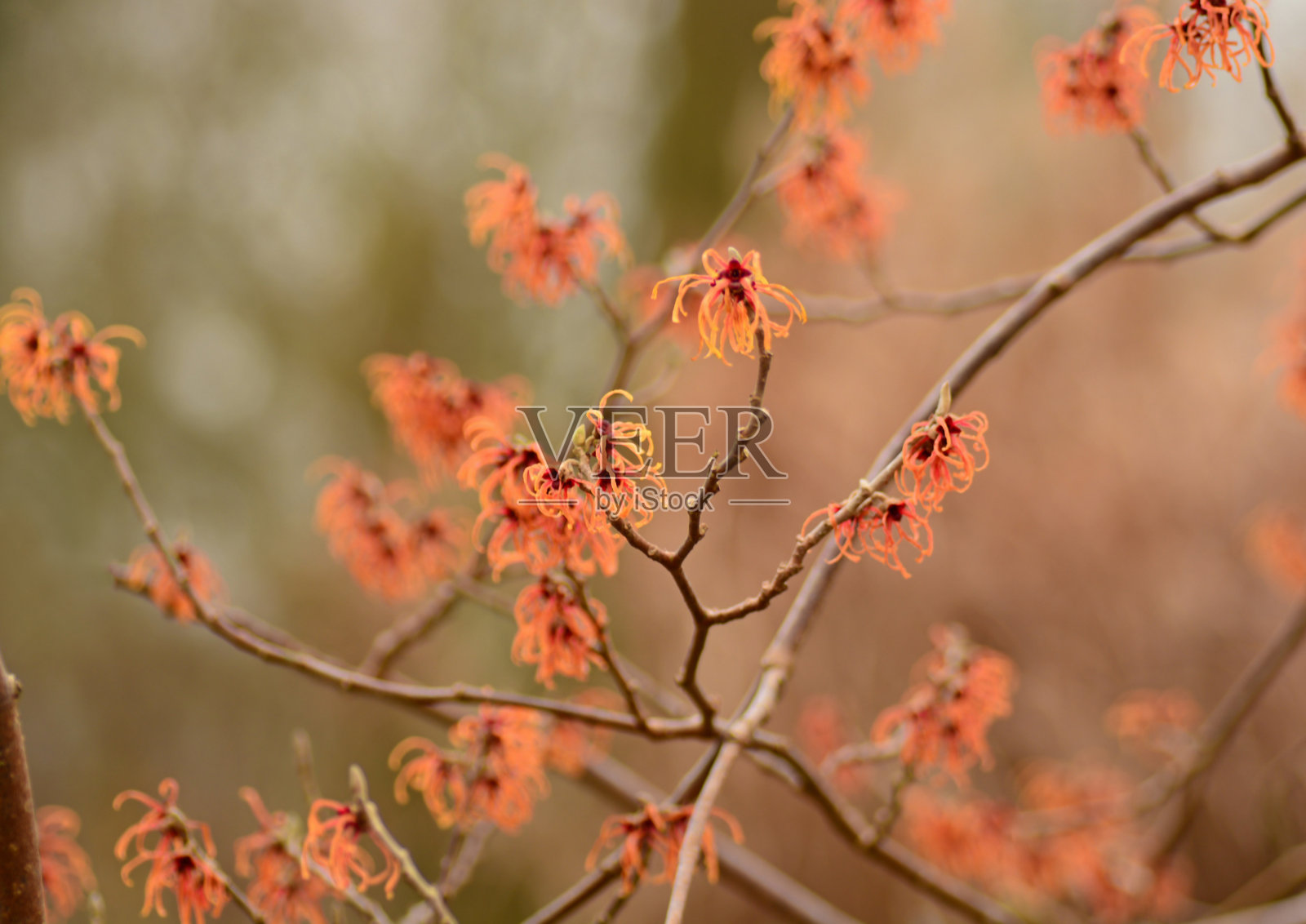 金缕梅照片摄影图片