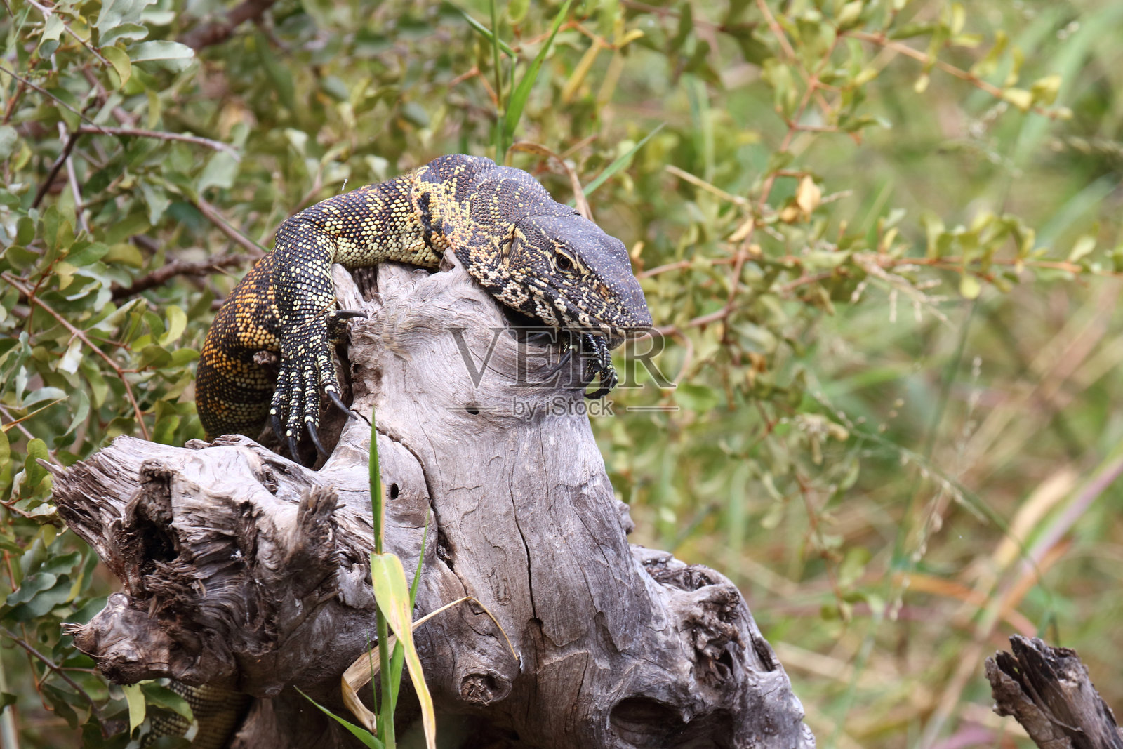 尼尔瓦兰 / 尼罗监视器 / 尼罗巨蜥照片摄影图片