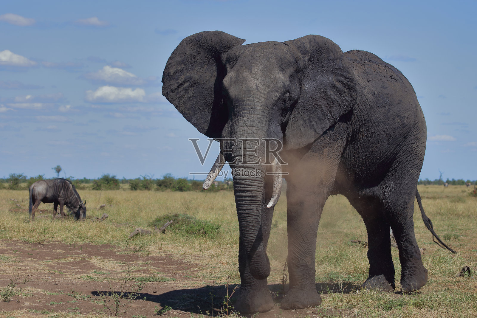 非洲象 / African elephant / Loxodonta africana照片摄影图片
