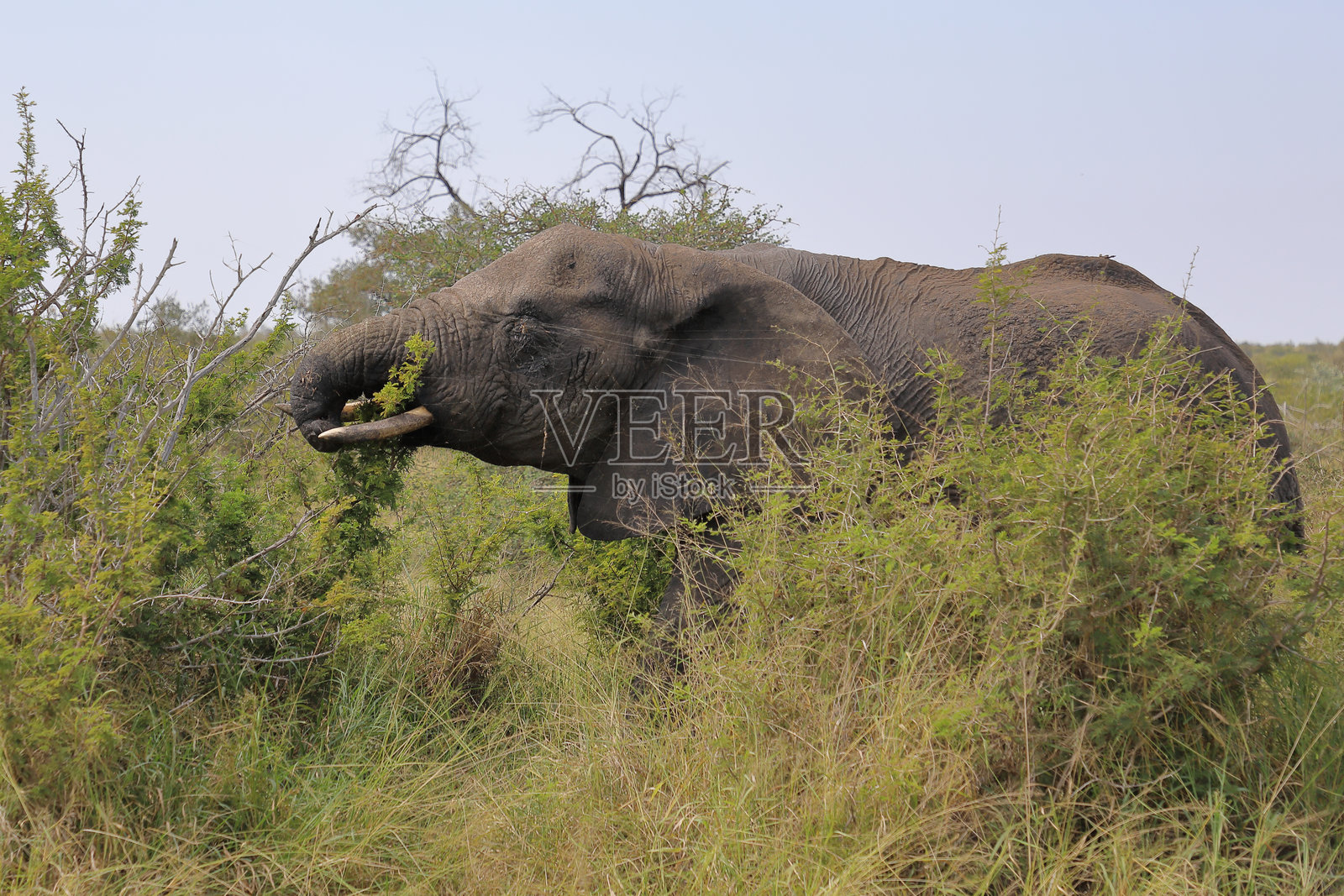 受伤的非洲象 / African elephant with an injured trunk / Loxodonta africana照片摄影图片