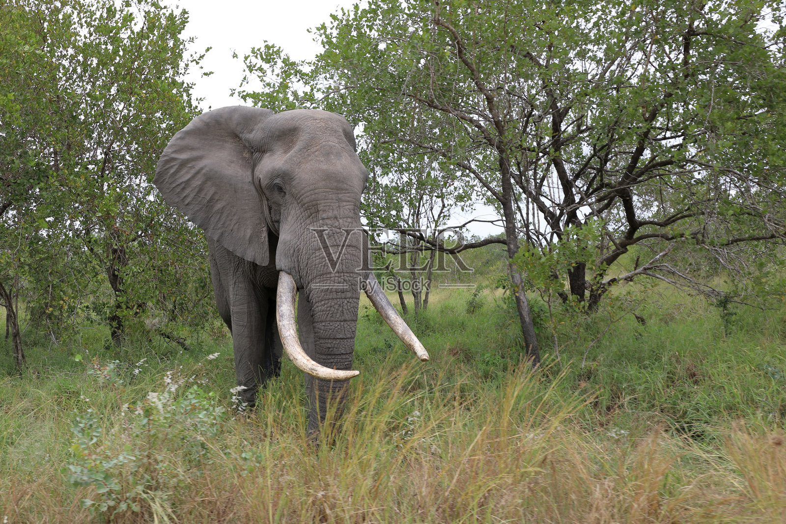 非洲象 / 非洲象 / 非洲象照片摄影图片