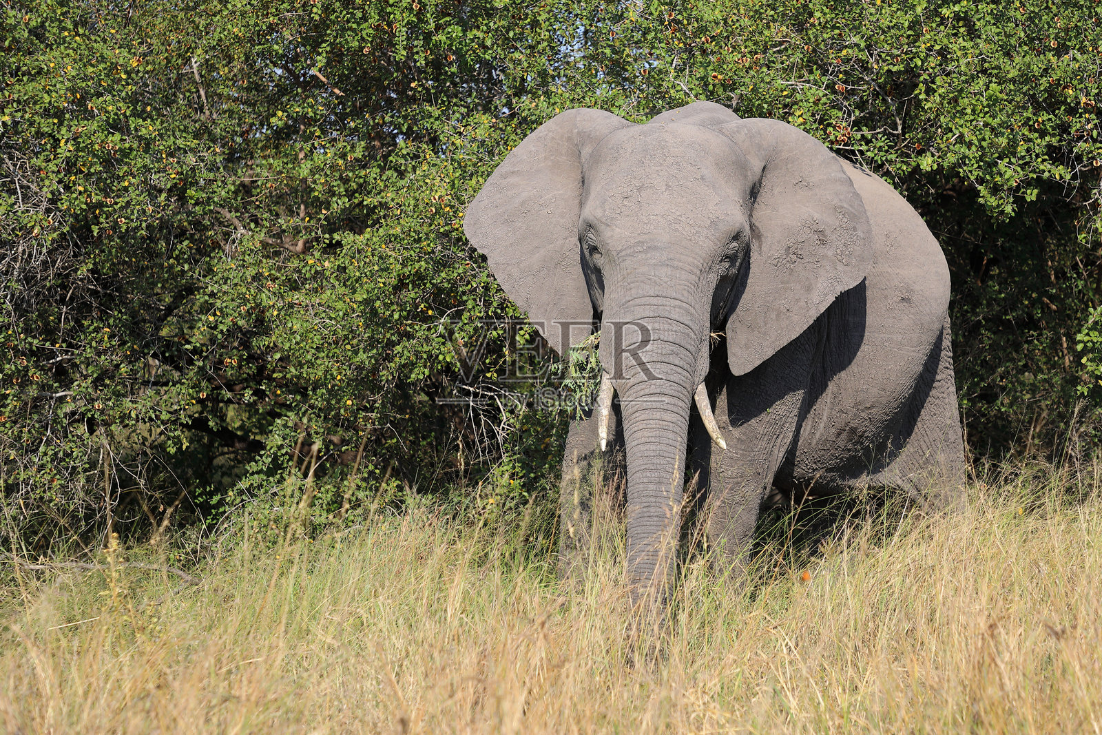非洲象 / African elephant / Loxodonta africana照片摄影图片