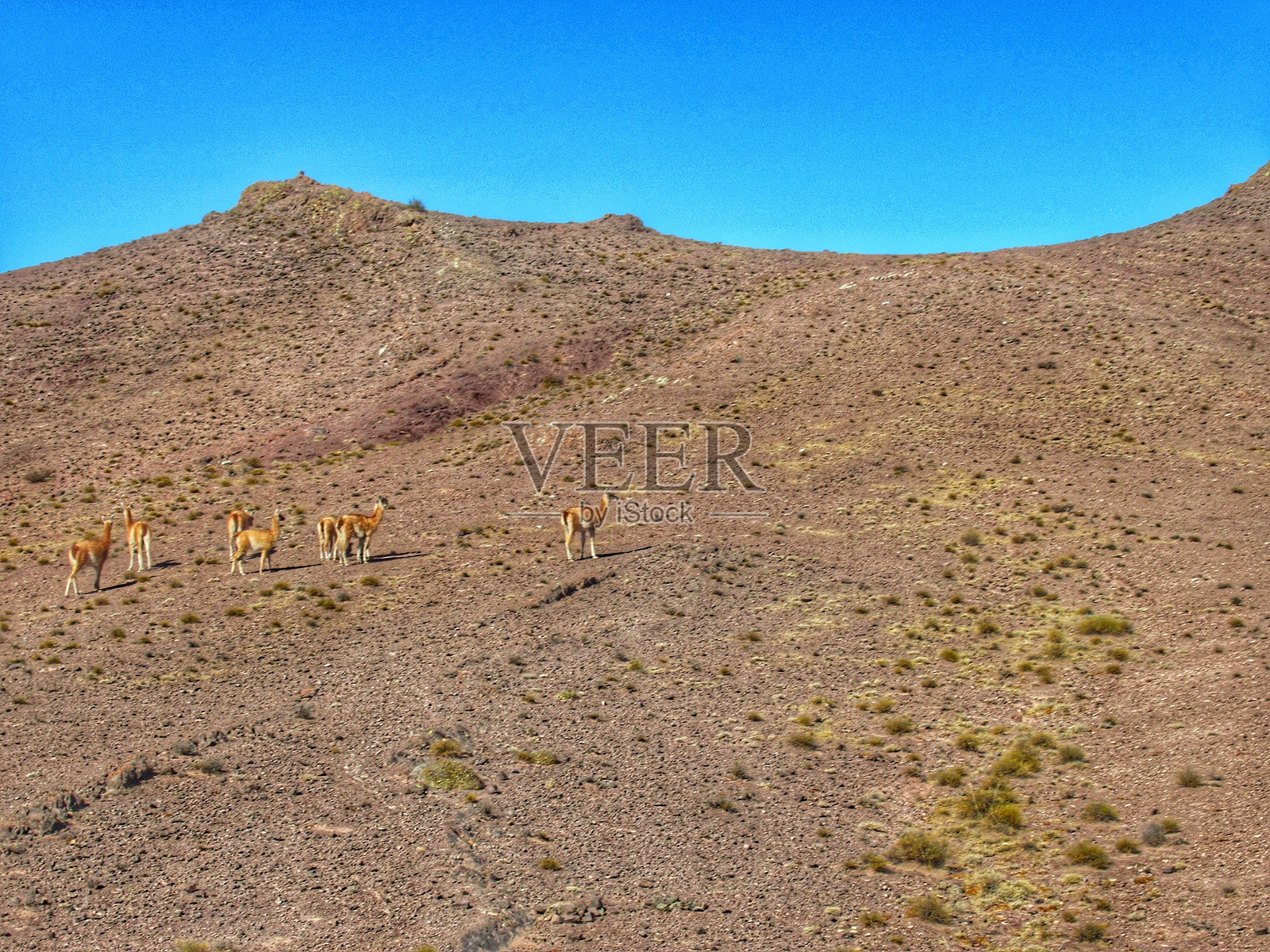 一群维库尼亚，安第斯骆驼，羊驼，华纳科，野生自由地生活在阿根廷安第斯高原的安第斯山脉中，阳光明媚，蓝天白云，位于阿根廷北部的萨尔塔省。照片摄影图片