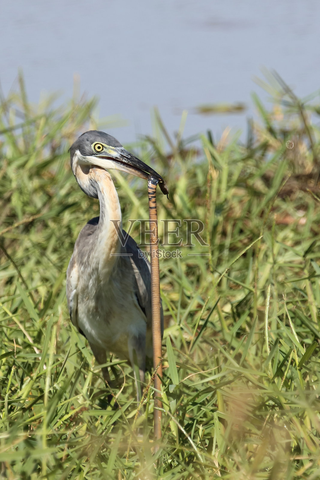 黑头苍鹭与莫桑比克喷蛇 / Ardea melanocephala 和 Naja mossambica照片摄影图片