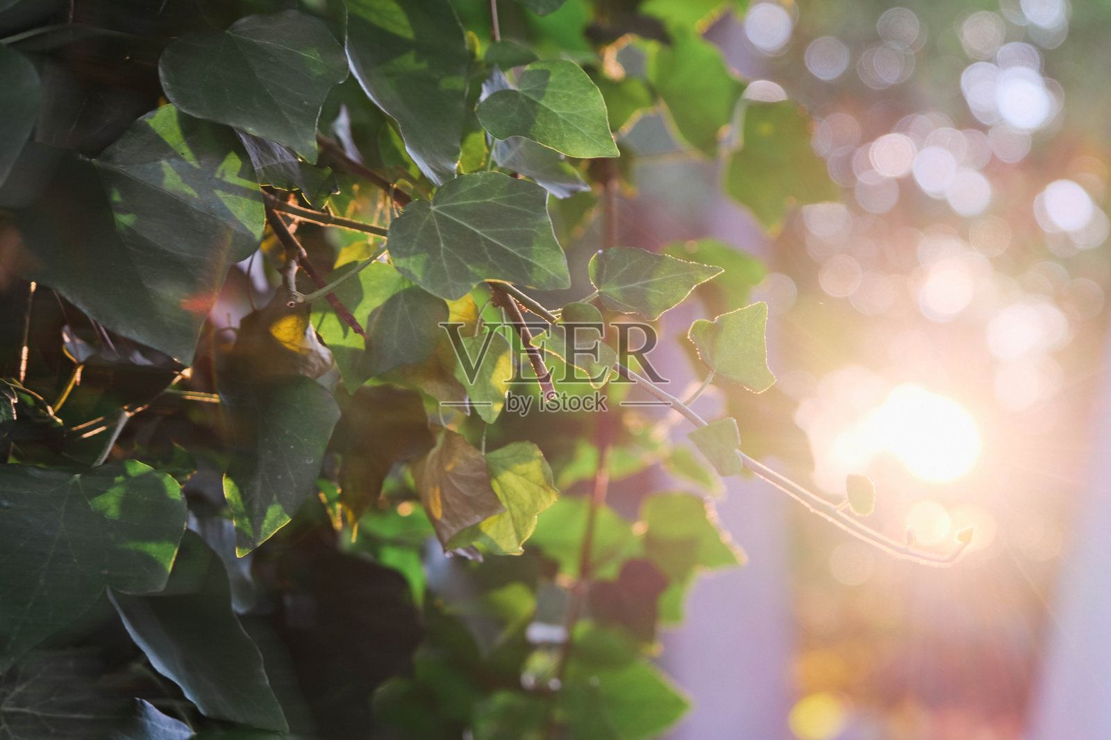 阳光与常春藤照片摄影图片