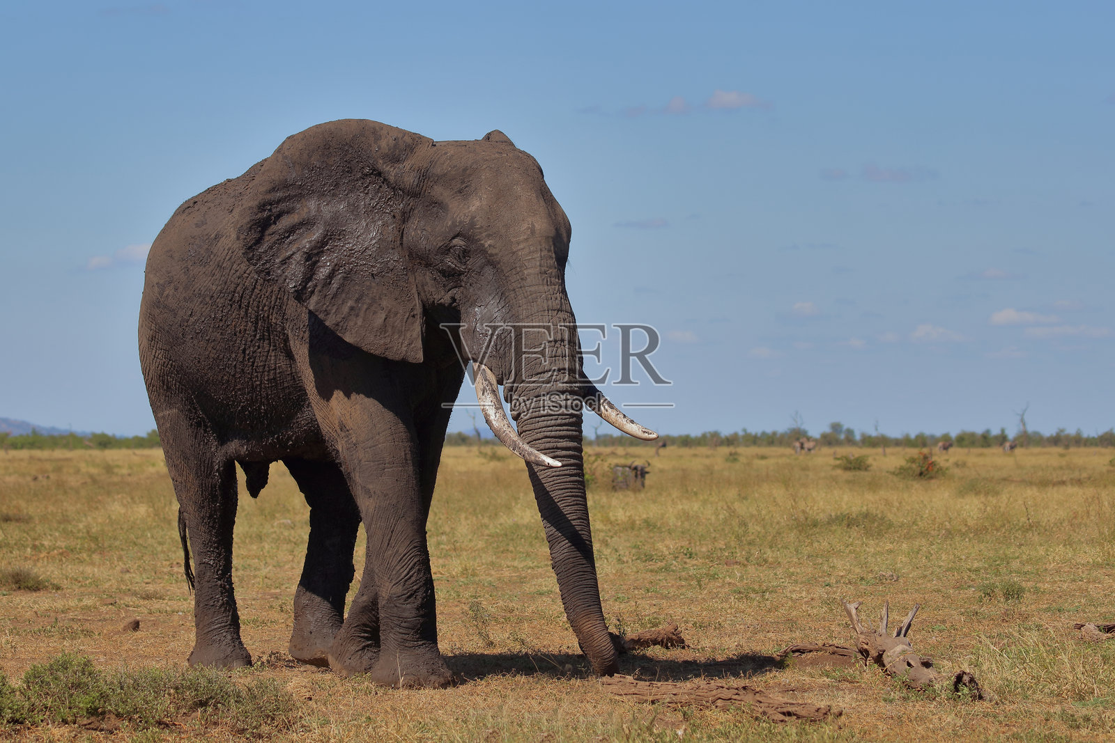 非洲象 / 非洲象 / 非洲象照片摄影图片