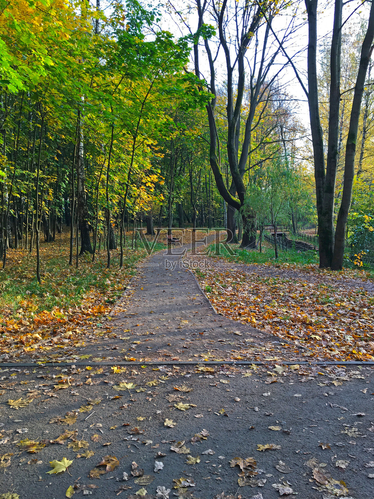 生机勃勃的公园小路，两旁铺满了落下的橙色树叶和树木。照片摄影图片