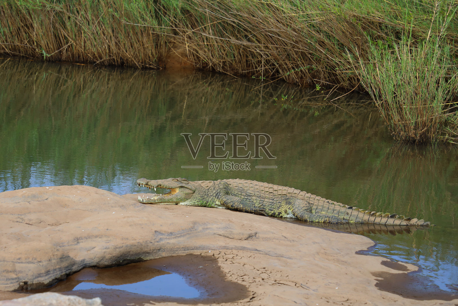 尼罗鳄 / 尼罗鳄鱼 / 尼罗鳄 (Crocodylus niloticus)照片摄影图片