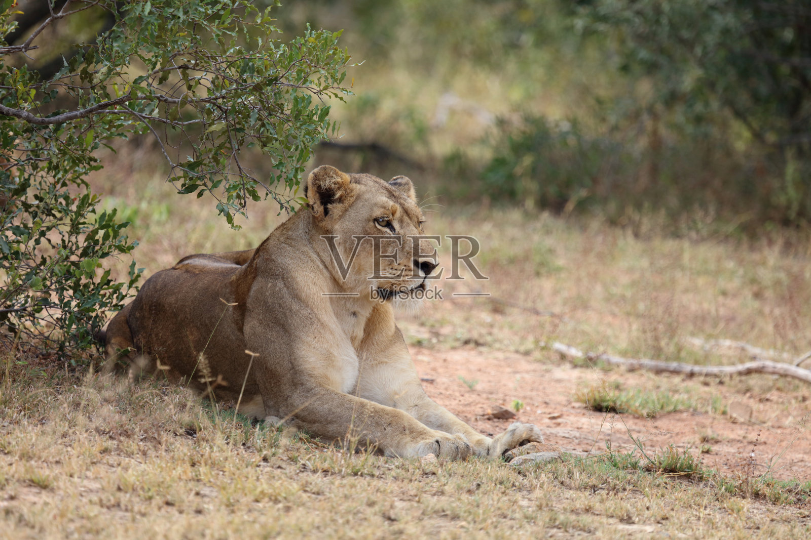 非洲狮 / Panthera leo照片摄影图片