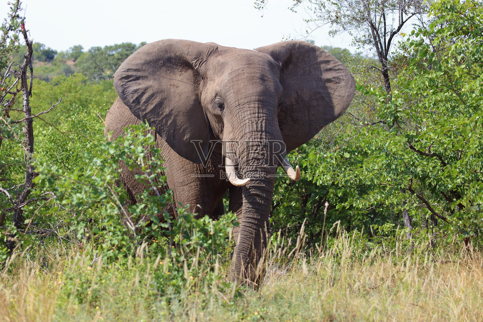 非洲象 / African elephant / Loxodonta africana照片摄影图片