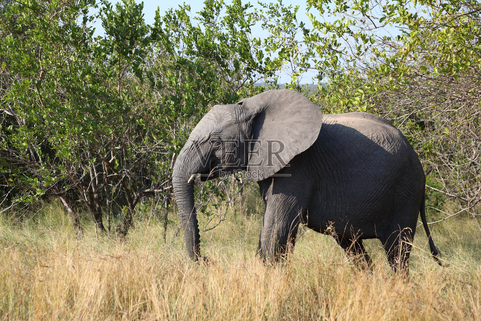 非洲象 / 非洲象 / 非洲象照片摄影图片
