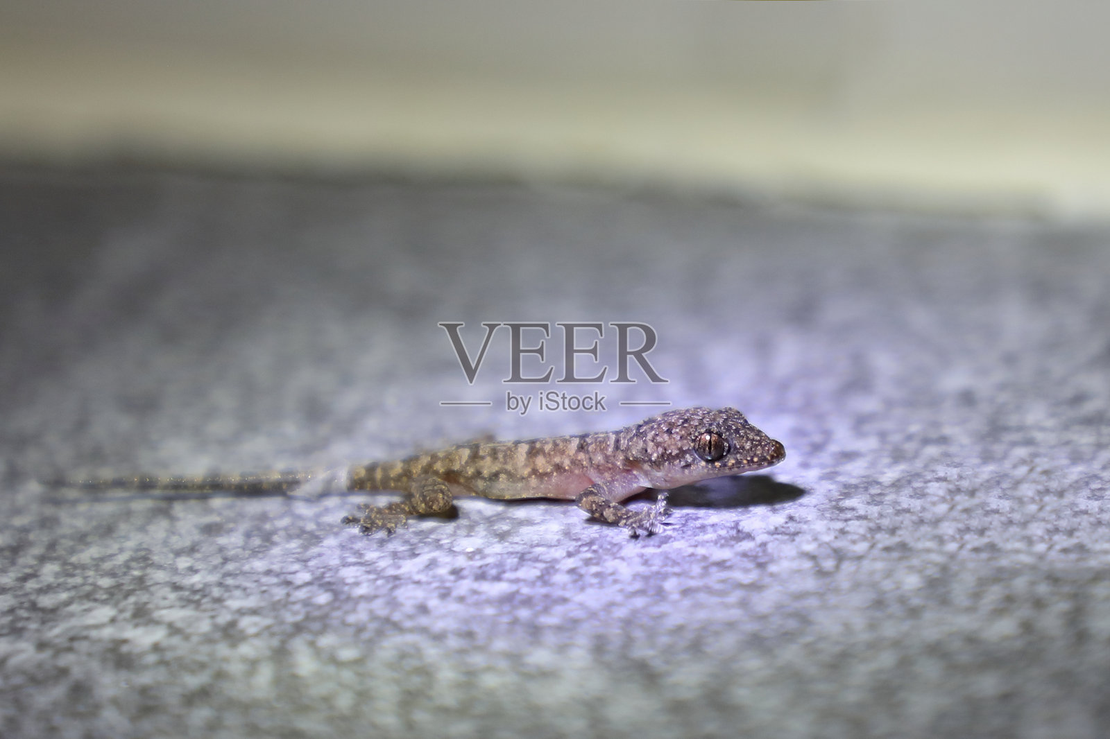 非洲家壁虎 / 莫罗热带家壁虎或非美洲家壁虎 / Hemidactylus mabouia照片摄影图片