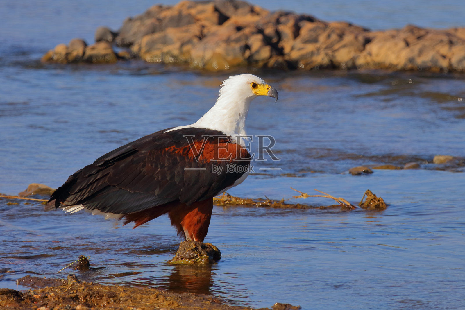 非洲鱼鹰 / African fish-eagle / Haliaeetus vocifer照片摄影图片