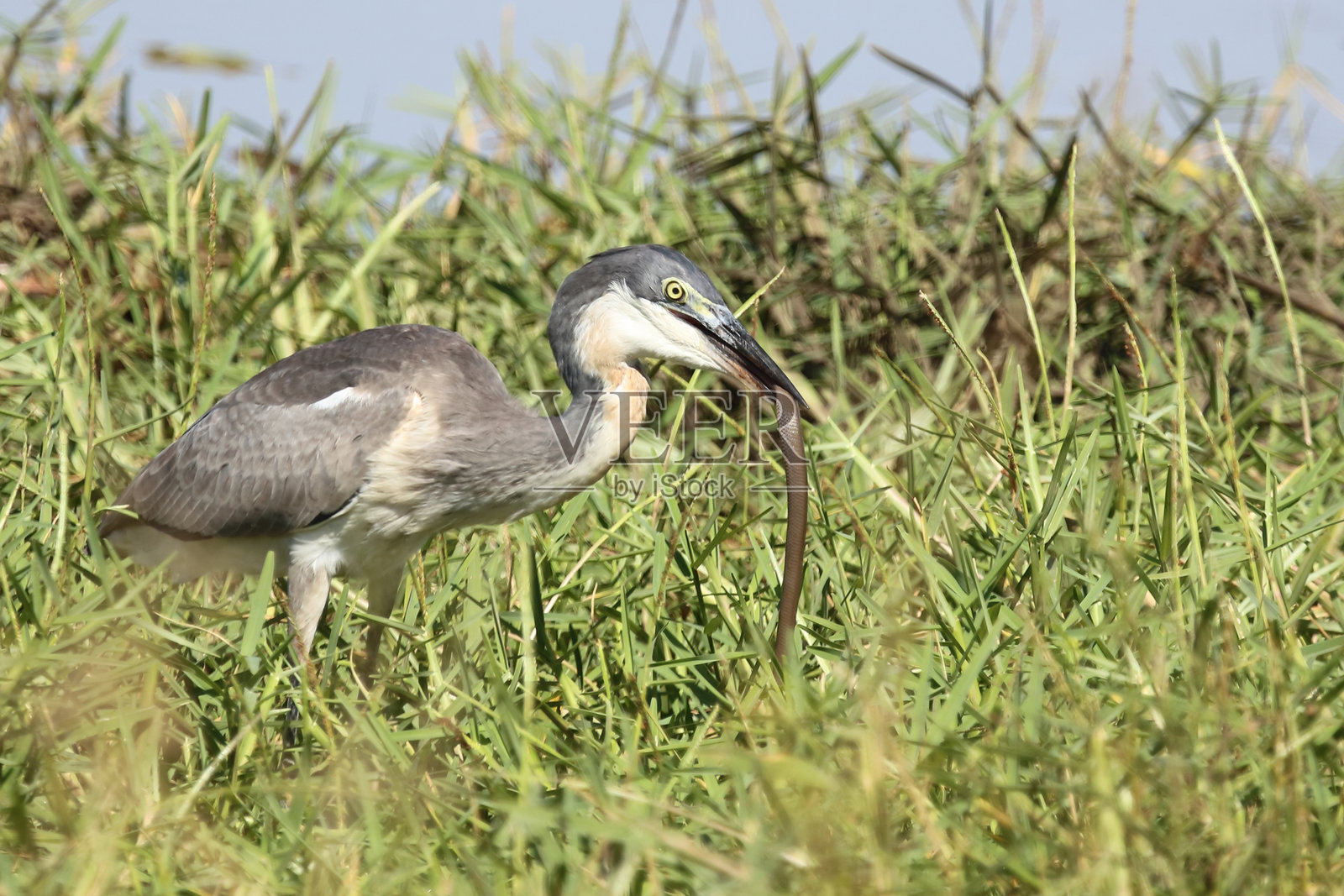 黑头苍鹭与莫桑比克喷蛇 / Ardea melanocephala 和 Naja mossambica照片摄影图片