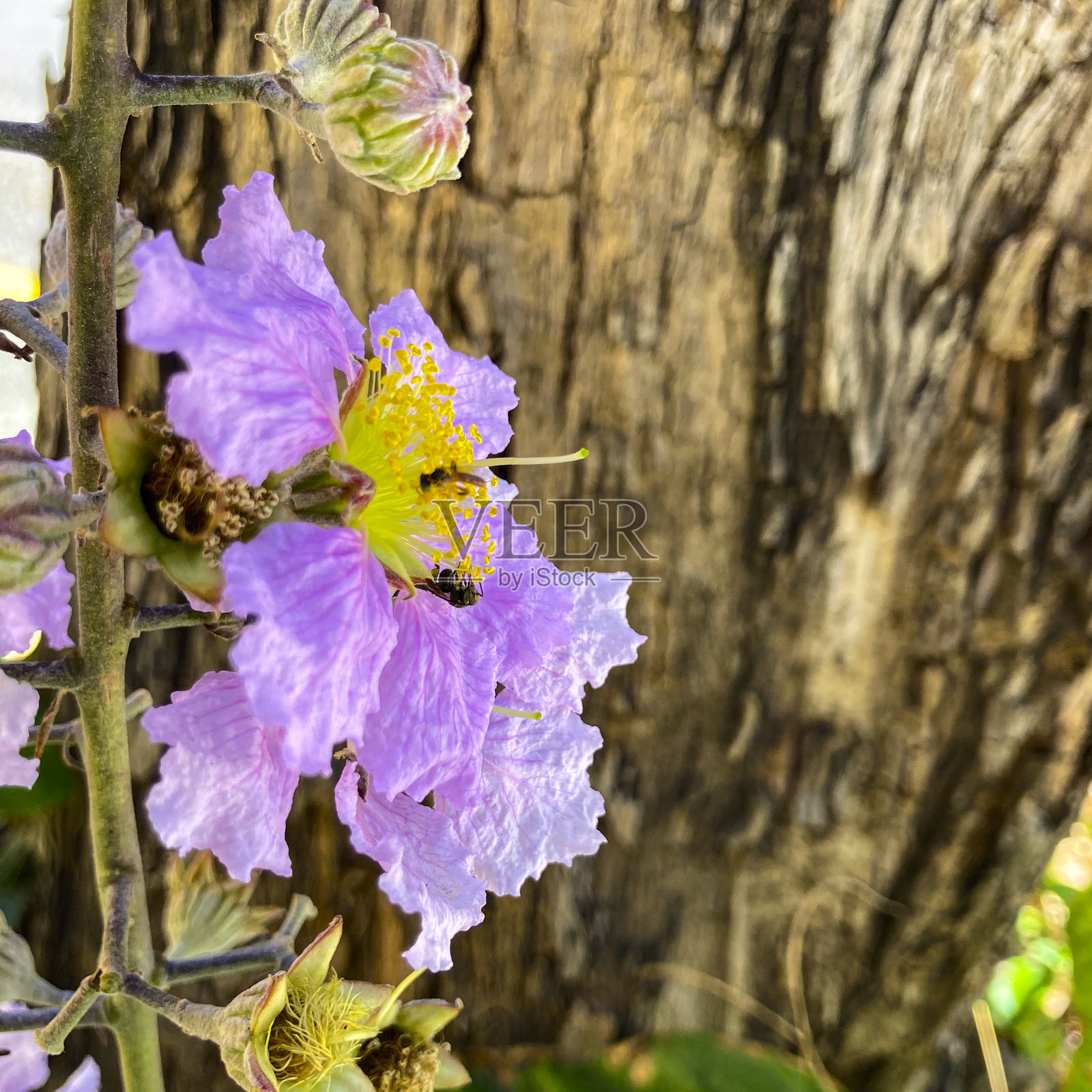 美丽的花朵照片摄影图片