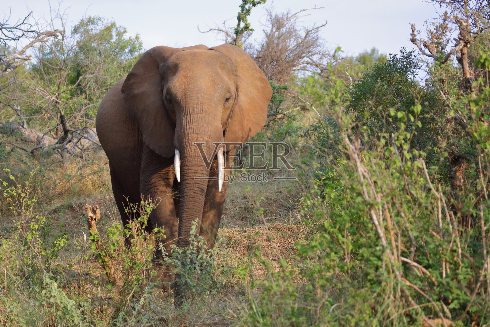 非洲象 / African elephant / Loxodonta africana照片摄影图片