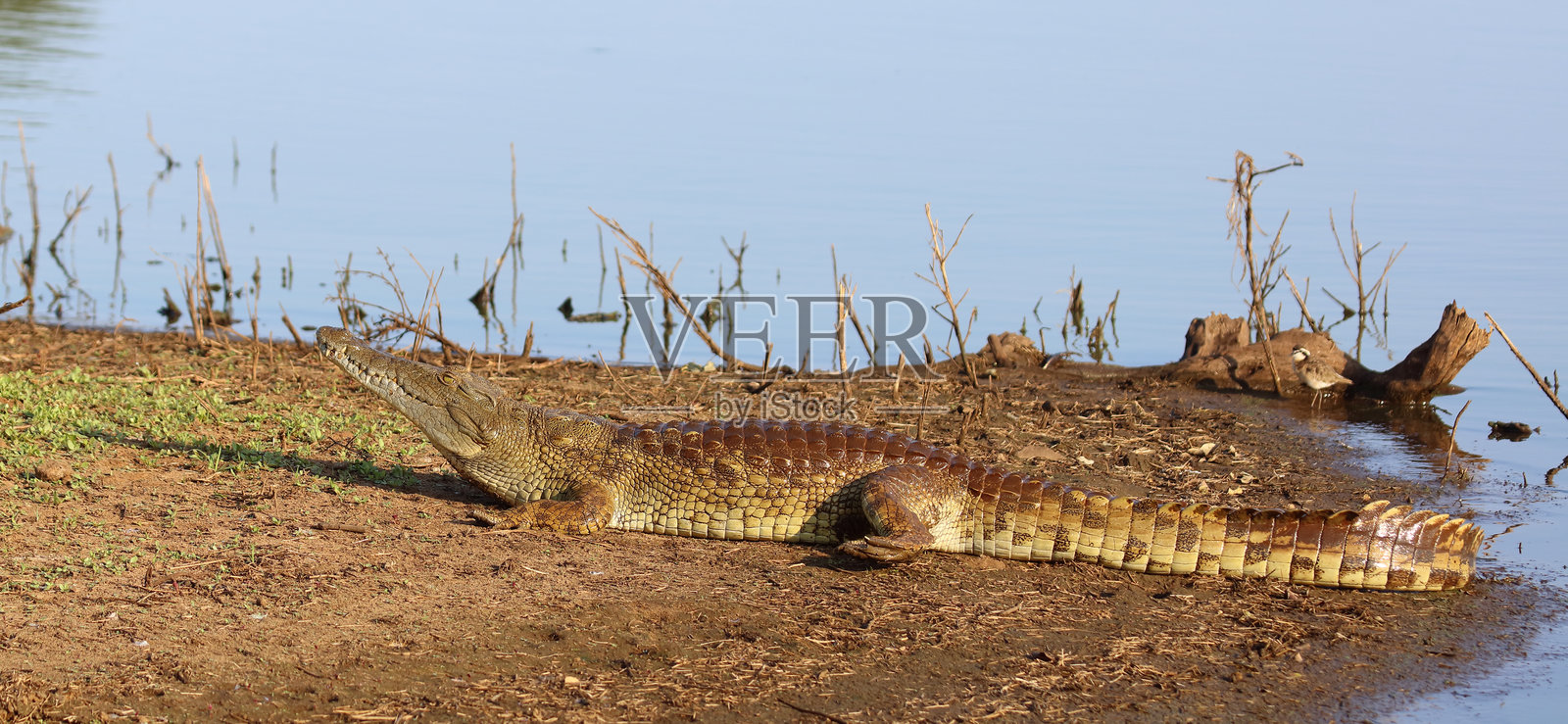 尼罗鳄 / 尼罗鳄鱼 / 尼罗鳄 (Crocodylus niloticus)照片摄影图片
