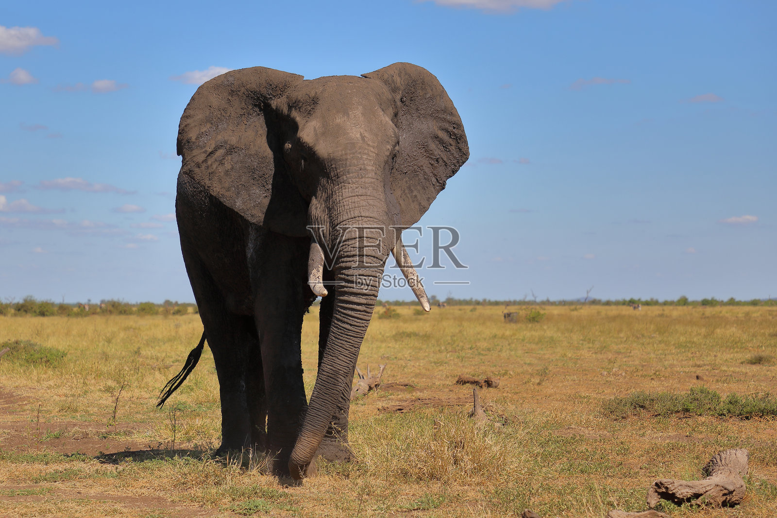 非洲象 / 非洲象 / 非洲象照片摄影图片