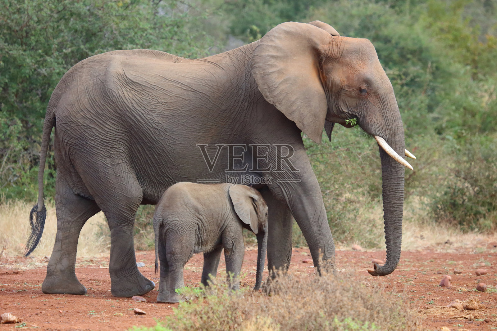 非洲象 / African elephant / Loxodonta africana照片摄影图片
