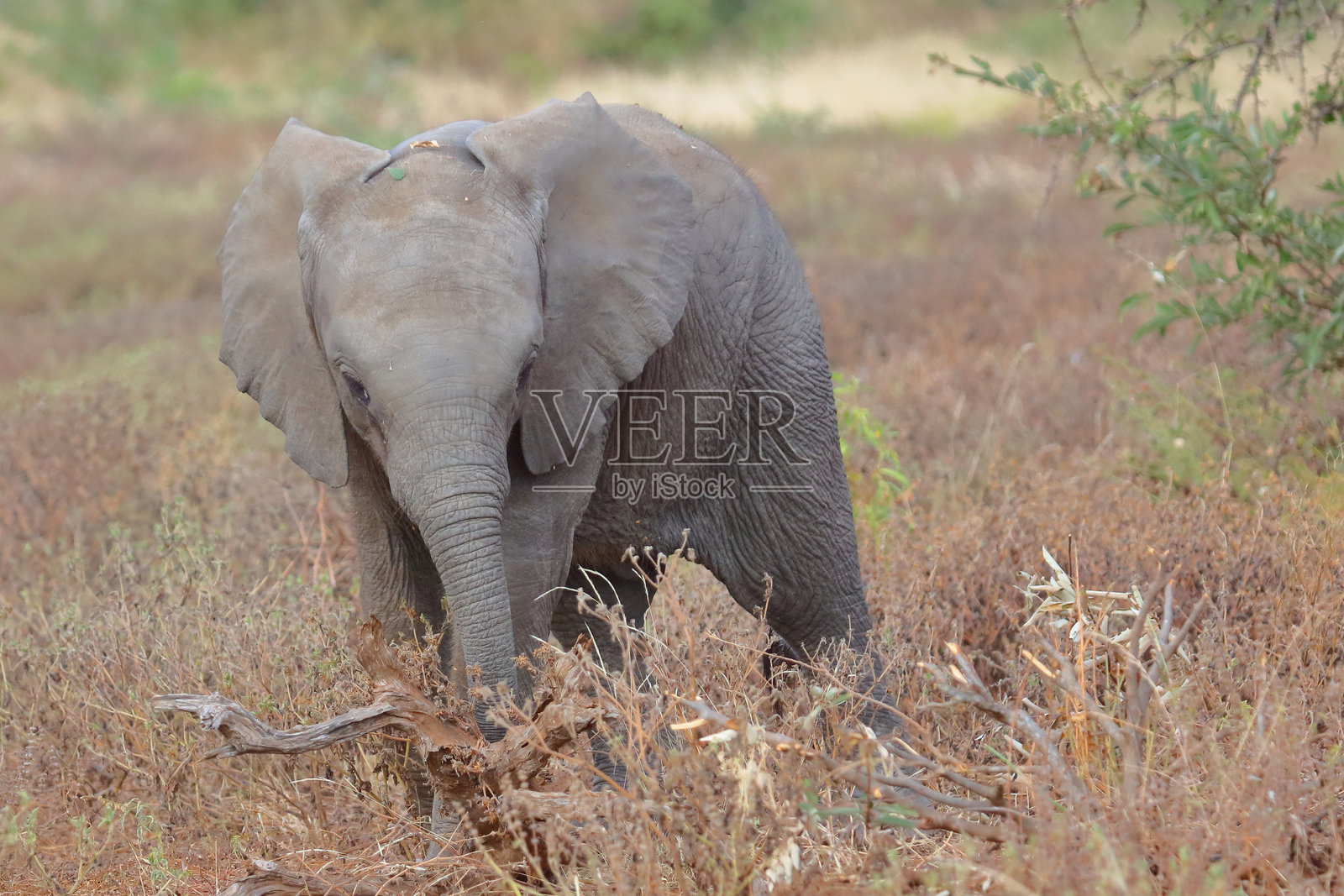 非洲象 / 非洲象 / 非洲象照片摄影图片