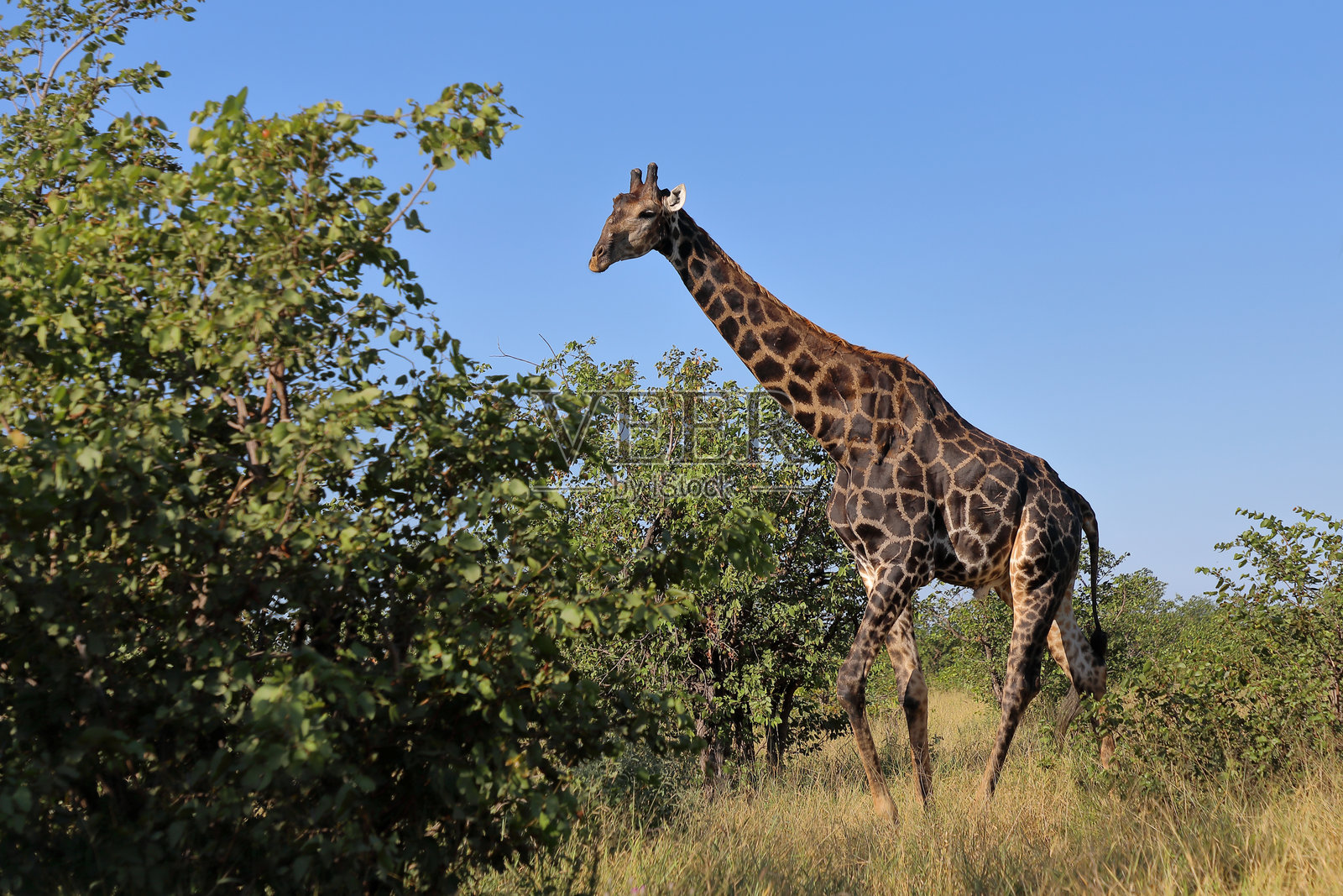 长颈鹿 / 长颈鹿 / 长颈鹿照片摄影图片