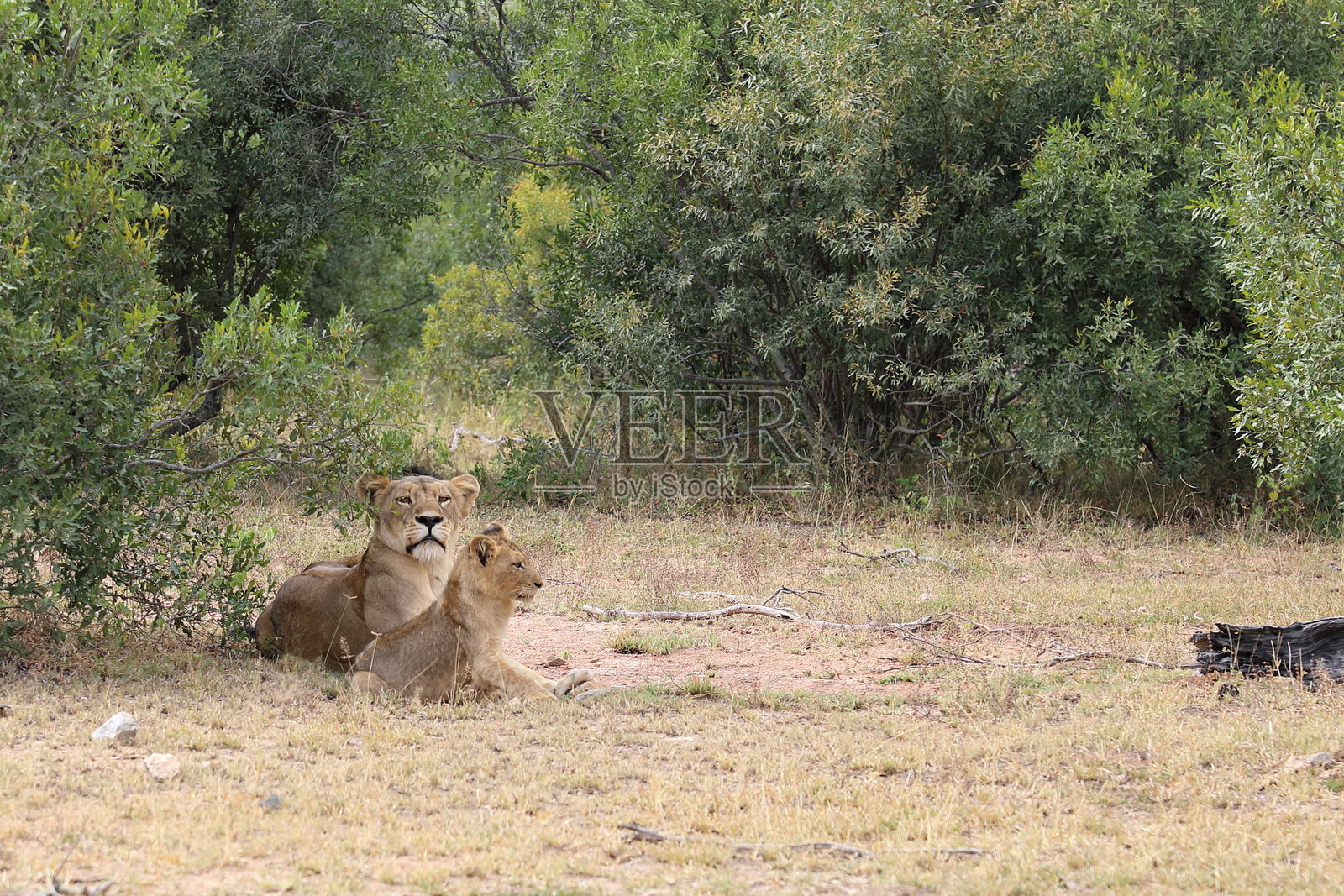 非洲狮 / Panthera leo照片摄影图片