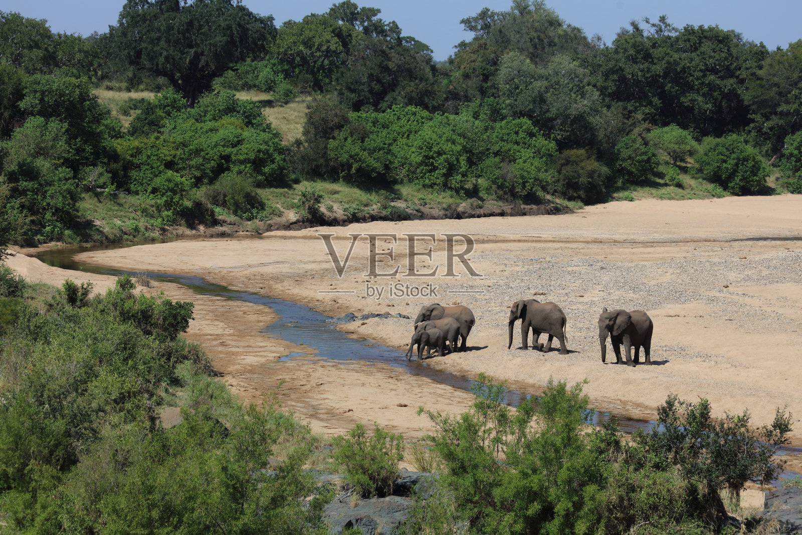 在廷巴瓦提河的非洲象 / Loxodonta africana照片摄影图片