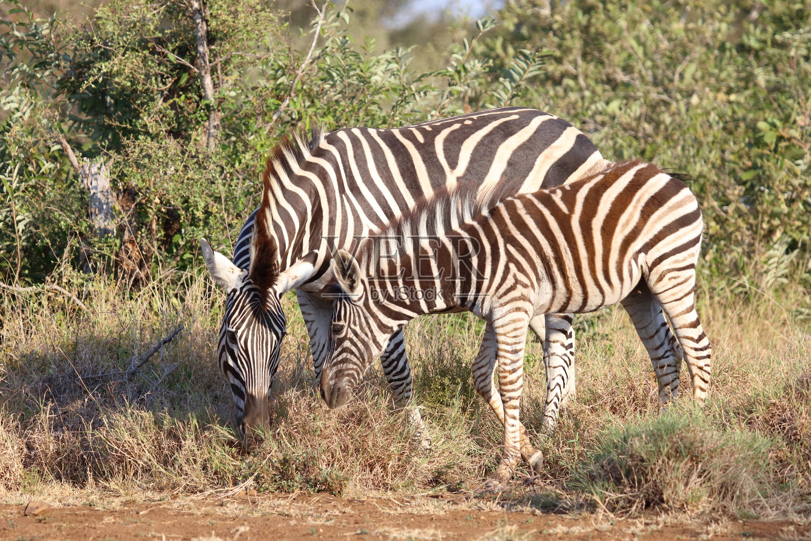 草原斑马 / 伯切尔斑马 / Equus quagga burchellii照片摄影图片