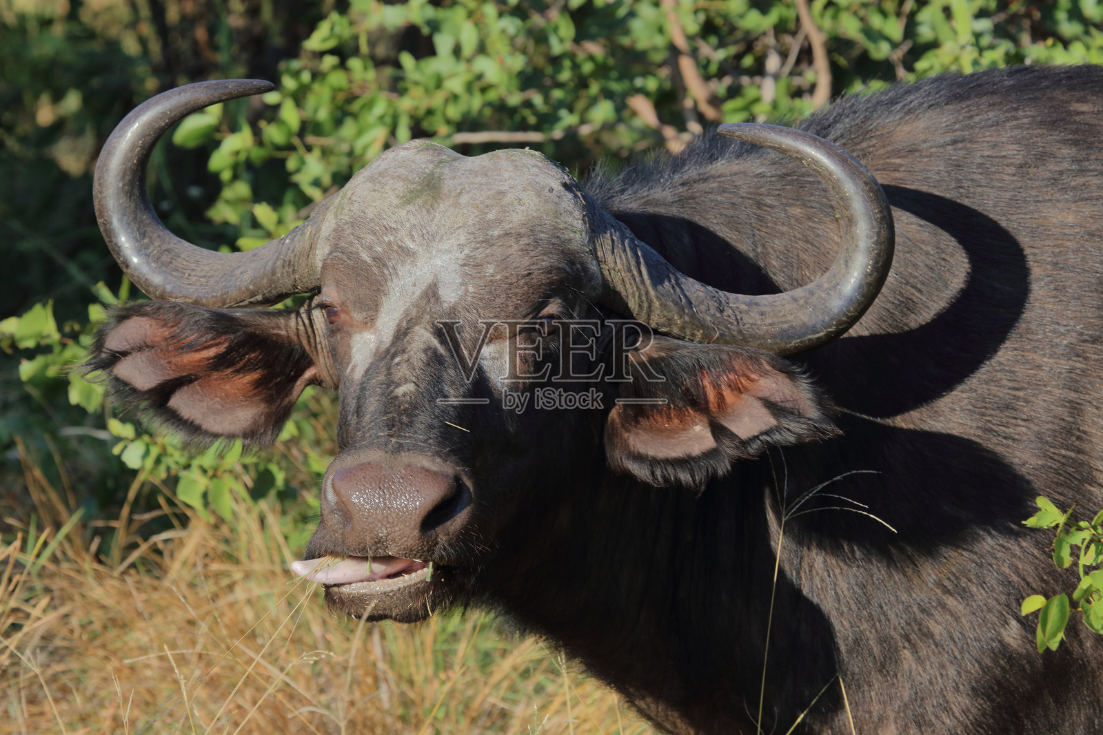 咖法牛 / 非洲水牛 / 同牛照片摄影图片