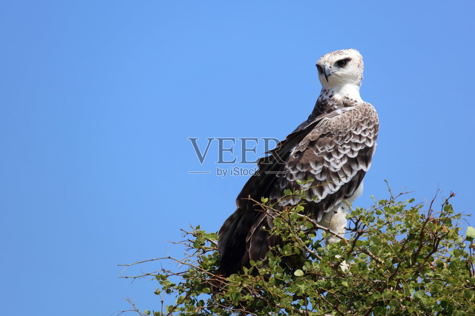 战斗鹰 / 武术鹰 / Polemaetus bellicosus照片摄影图片