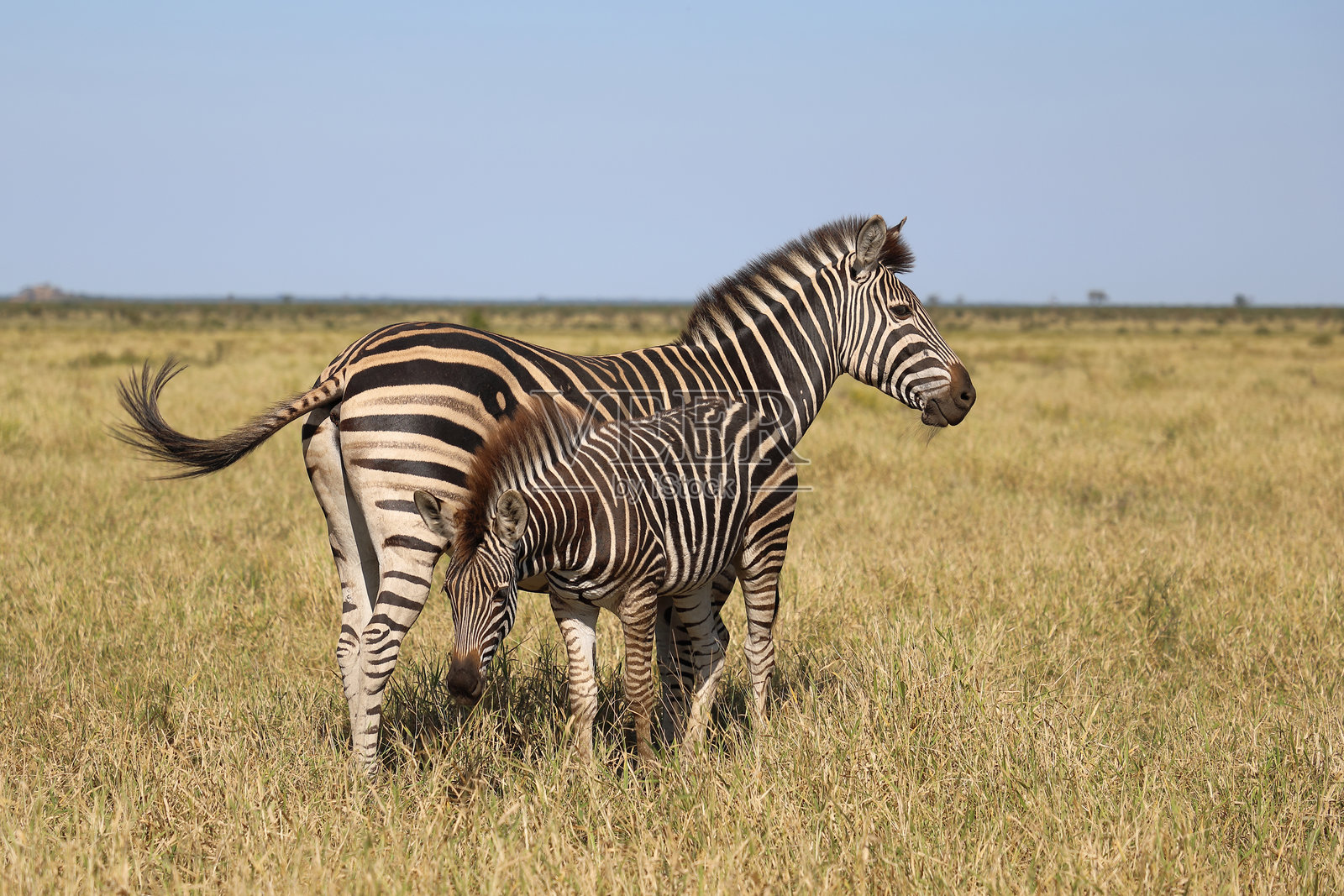 草原斑马 / 伯切尔斑马 / Equus quagga burchellii照片摄影图片