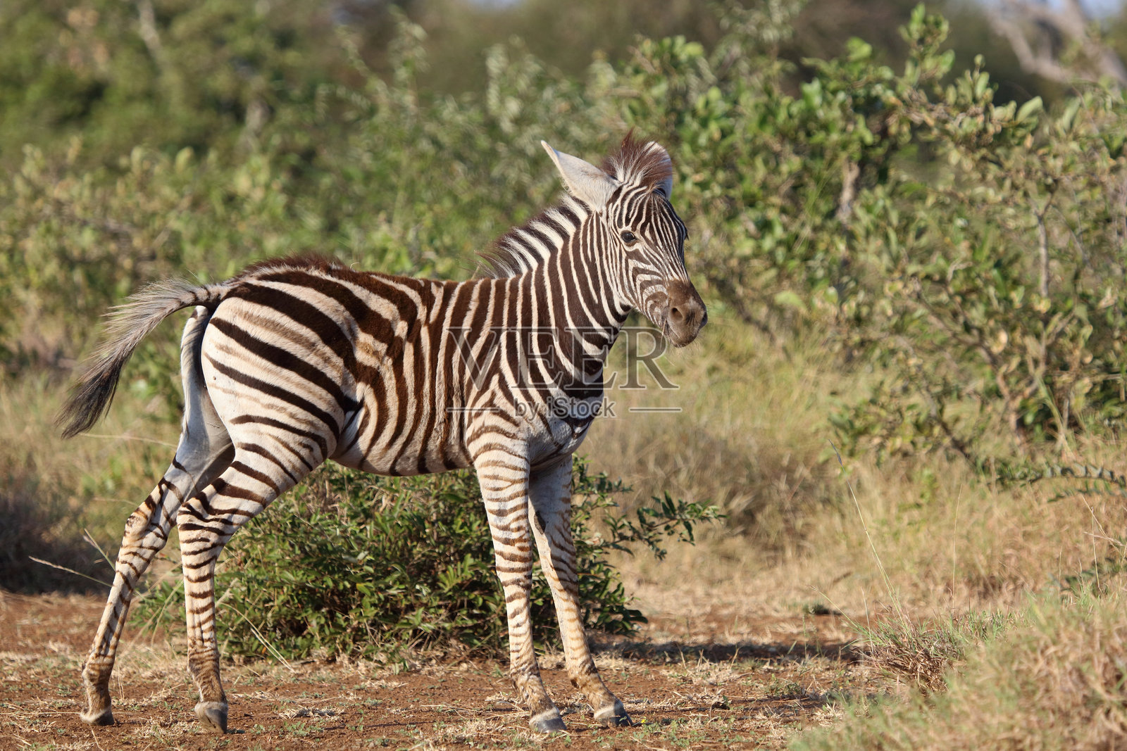 草原斑马 / 伯切尔斑马 / Equus quagga burchellii照片摄影图片
