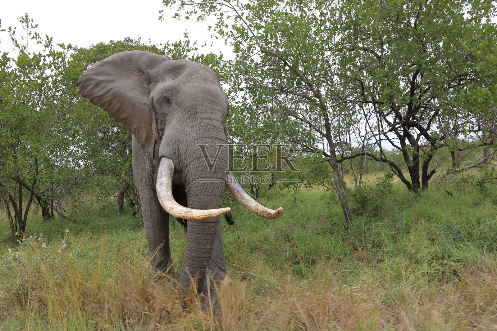 非洲象 / 非洲象 / 非洲象照片摄影图片