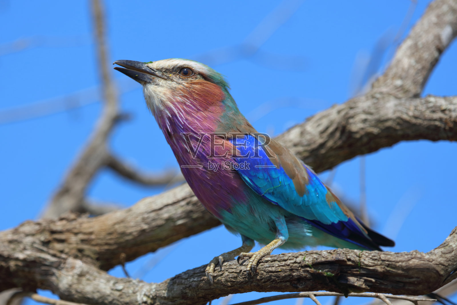 紫胸滚地龙 / Coracias caudata照片摄影图片