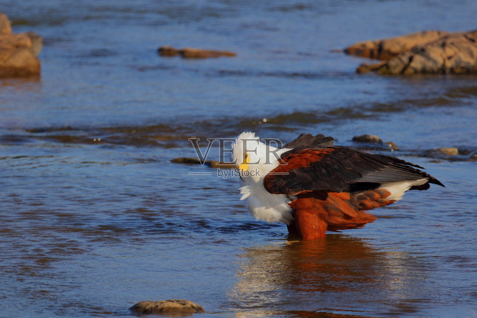 非洲鱼鹰 / African fish-eagle / Haliaeetus vocifer照片摄影图片