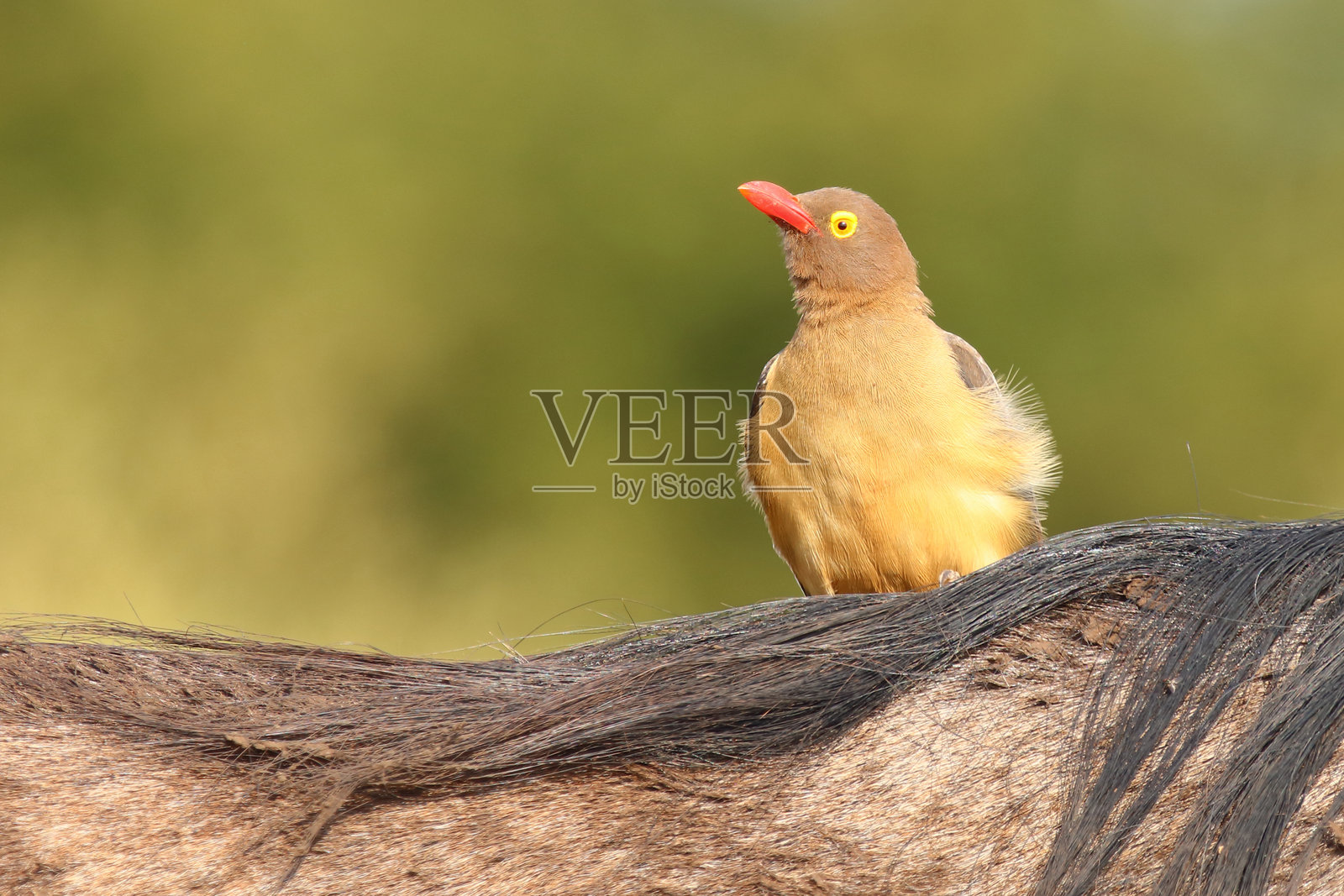 红嘴牛啄鸟 / Buphagus erythrorhynchus照片摄影图片