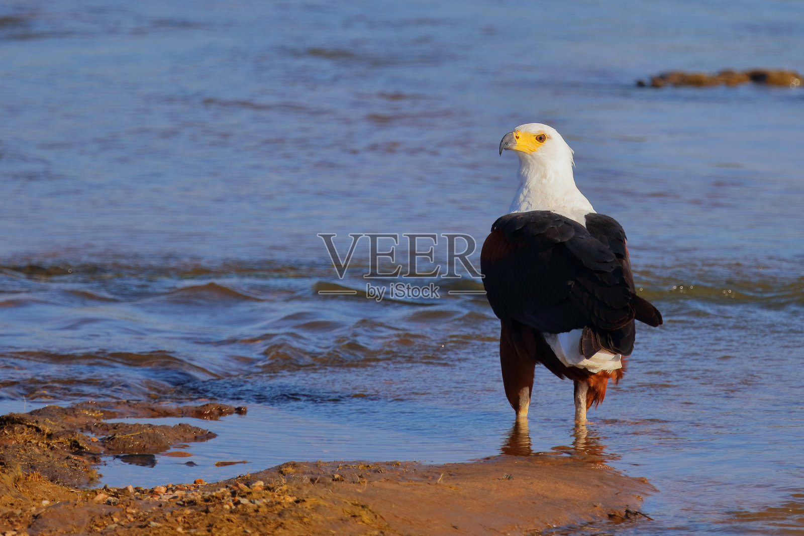 非洲鱼鹰 / African fish-eagle / Haliaeetus vocifer照片摄影图片
