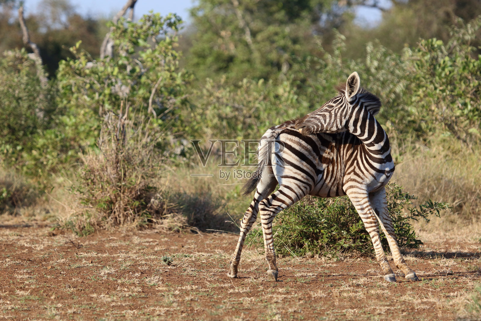 草原斑马 / 伯切尔斑马 / Equus quagga burchellii照片摄影图片